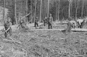 Poles working in the forest